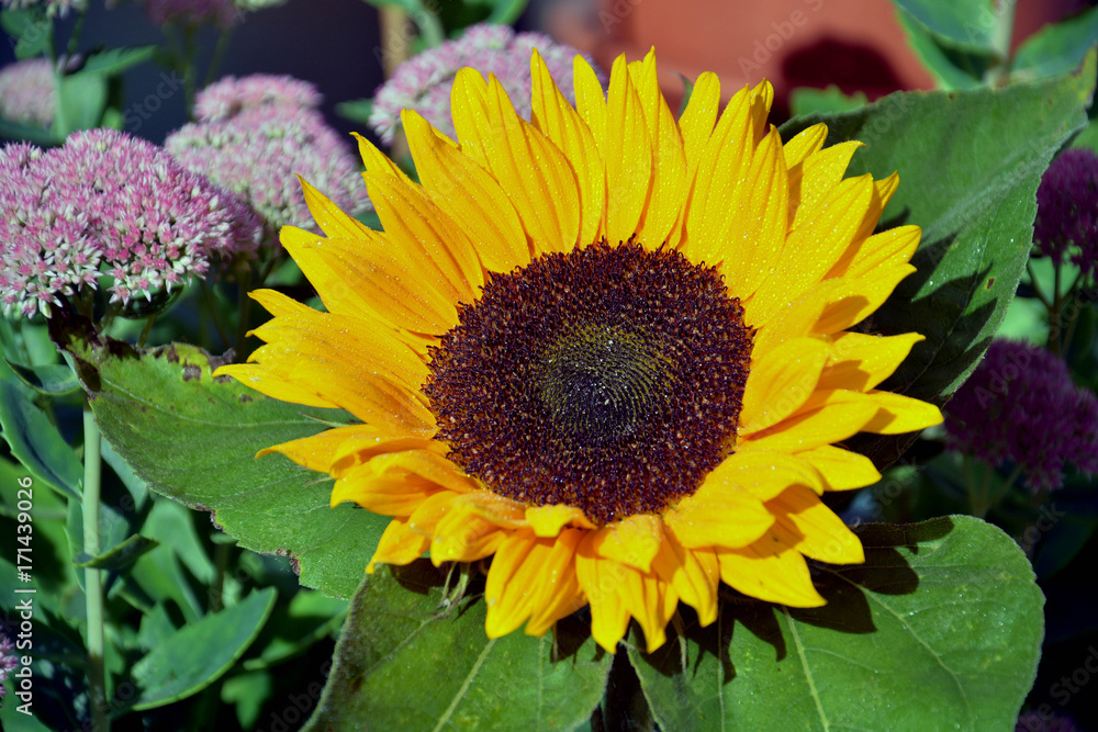 Obraz premium Sonnenblume
