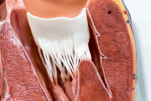 Structure of the heart for classroom education.