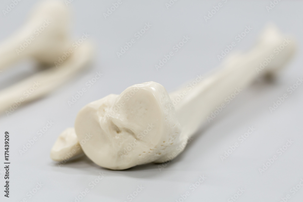 Model of Human leg for education. Model of Human leg for education.
