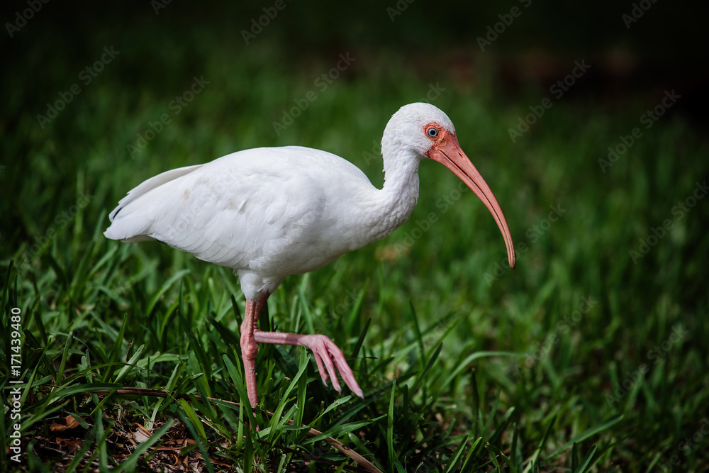 Fototapeta premium American white ibis (Eudocimus albus) in the public park