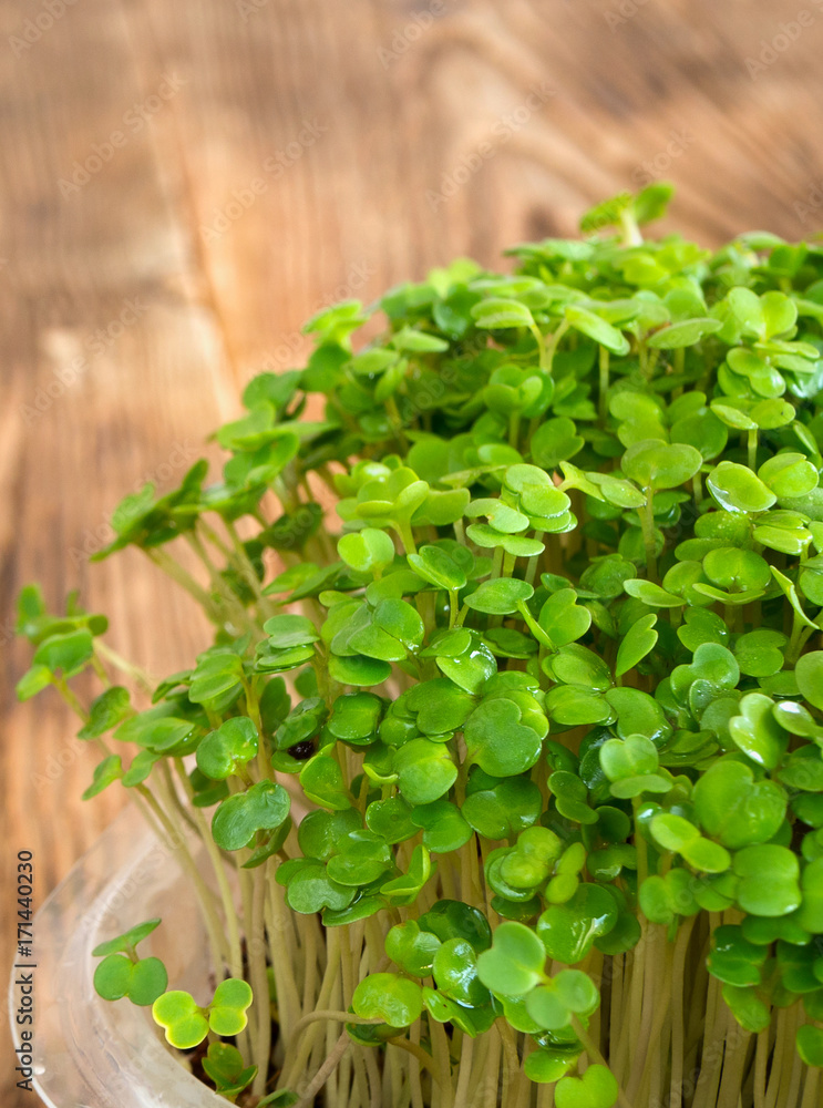 Germination green seeds of arugula in plastic pot. Organic food on the kitchen table. Micro greens. Germination green seeds of arugula in plastic pot. Organic food on the kitchen table. Micro greens.