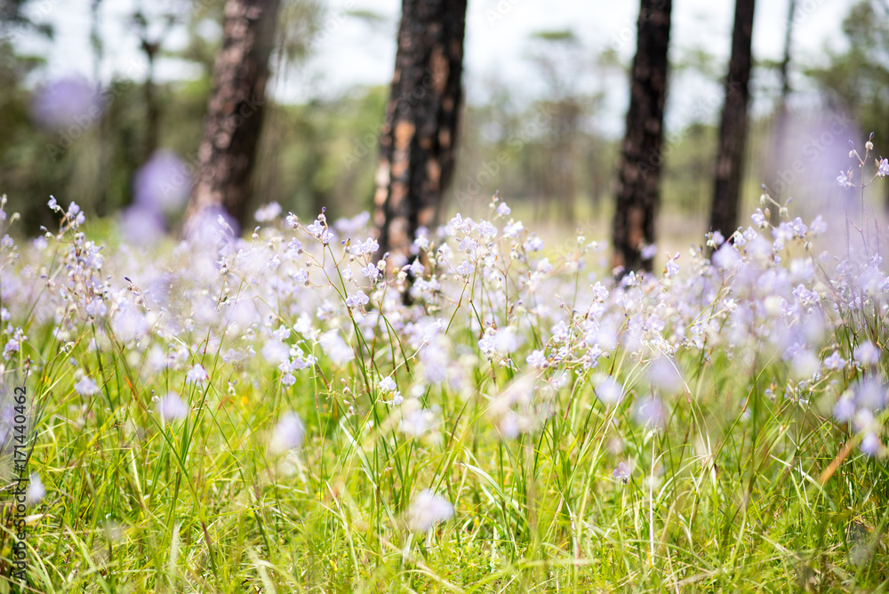 Fototapeta premium Murdannia giganteum is blooming at Phu Soi Dao National Park, Thailand. Selective focus