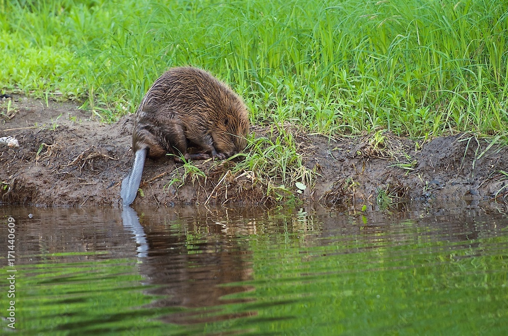 Beaver on a creek on the west coast in Sweden Beaver on a creek on the west coast in Sweden