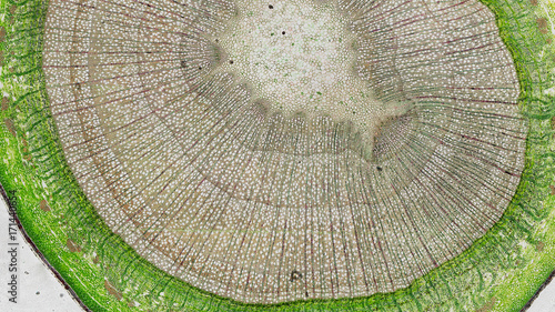 Photos cross section cut of a stem under the microscope