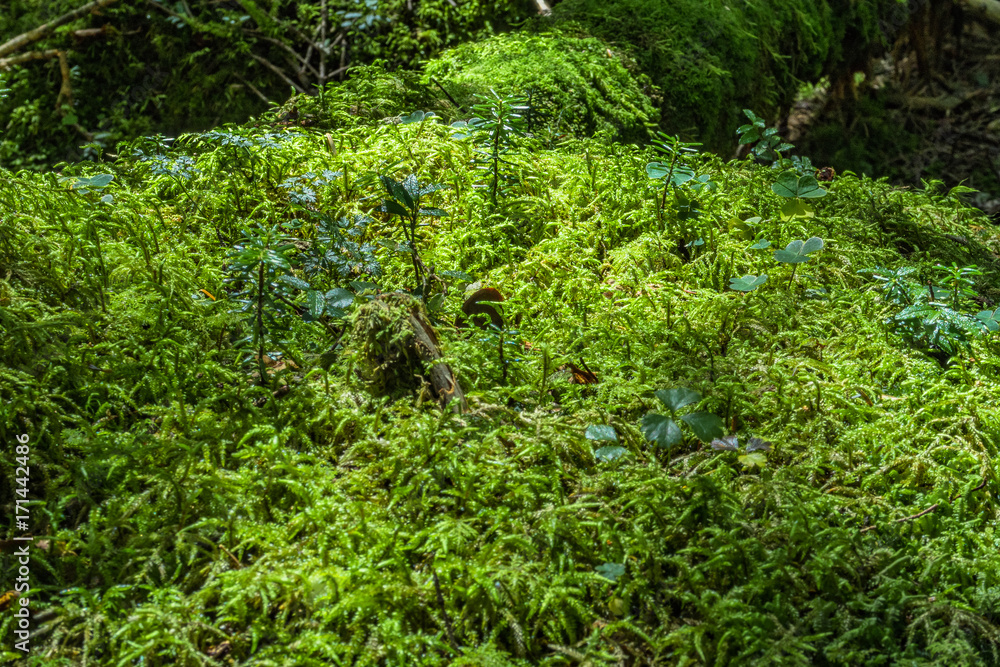白駒池の苔 白駒池の苔