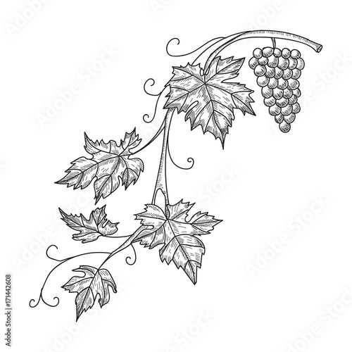 Hand drawn vector illustration of branch grapes. Vine sketch isolated on white background