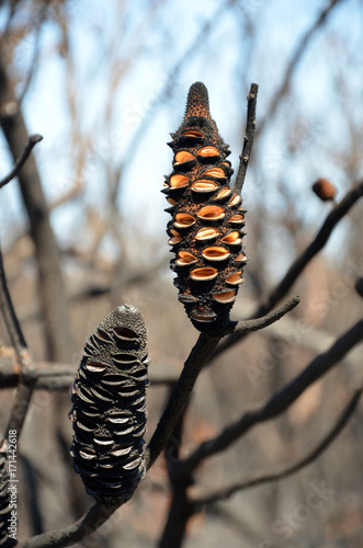 Burnt Banksia cones releasing seeds. Opened by a bushfire in heathland in Kamay Botany Bay National Park, NSW, Australia photo