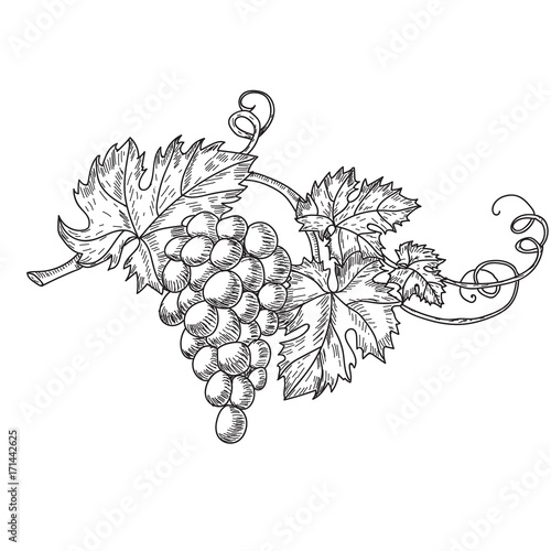 Hand drawn vector illustration of branch grapes. Vine sketch isolated on white background