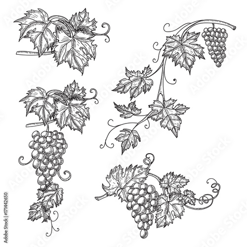 Hand drawn set vector illustration of branch grapes. Vine sketch isolated on white background.
