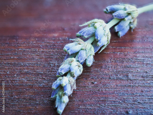 Lavanda flower on wooden table