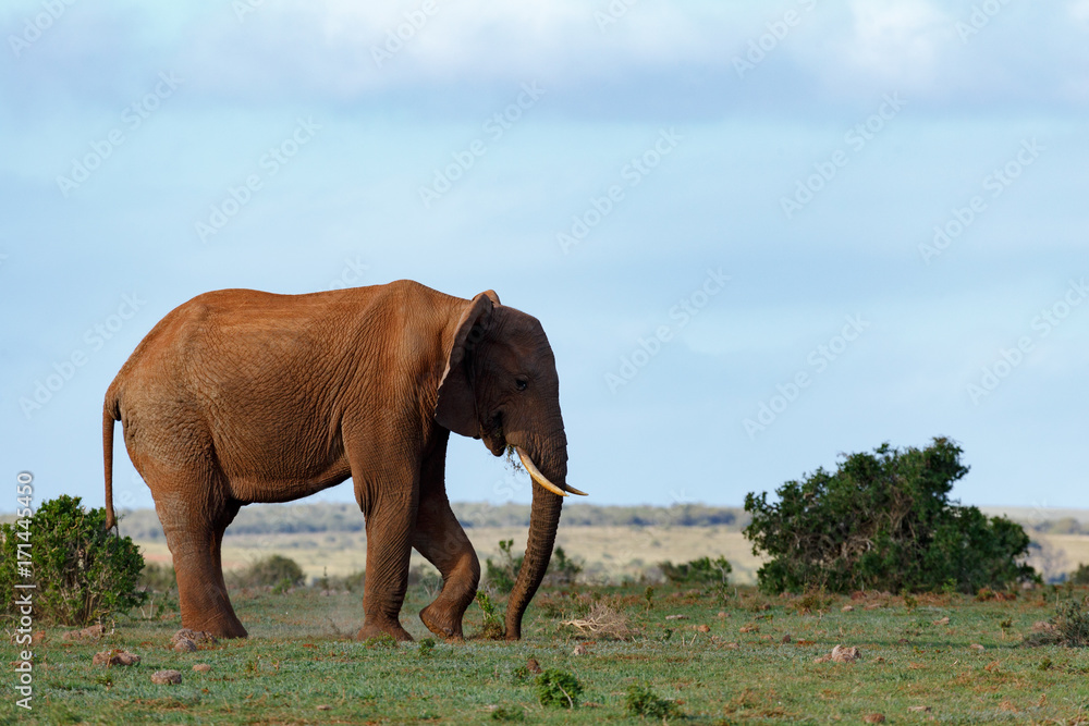 Elephant using his leg and trunk to scoop up a plant from the ground