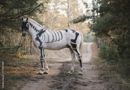 White horse painted as skeleton standing in the autumn forest photo