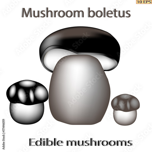Vector. Edible mushrooms. Edible fungus. Illustration to culinary sites or cookbook. Recipe mushrooms, vegetarian menu, kitchen interior design.