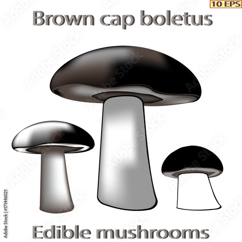 Vector. Edible mushrooms. Edible fungus. Illustration to culinary sites or cookbook. Recipe mushrooms, vegetarian menu, kitchen interior design.