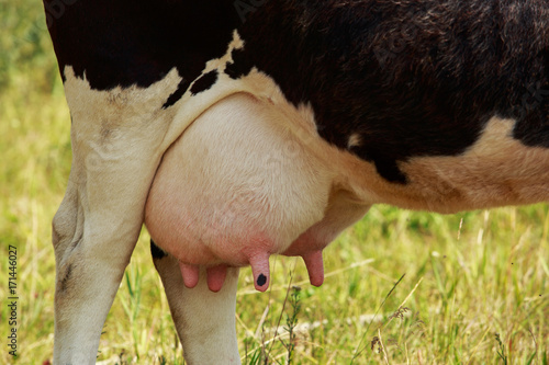 the cow's udder