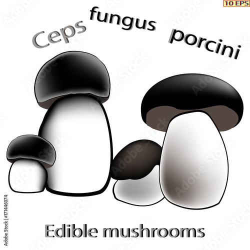 Vector. Edible mushrooms. Edible fungus. Illustration to culinary sites or cookbook. Recipe mushrooms, vegetarian menu, kitchen interior design.