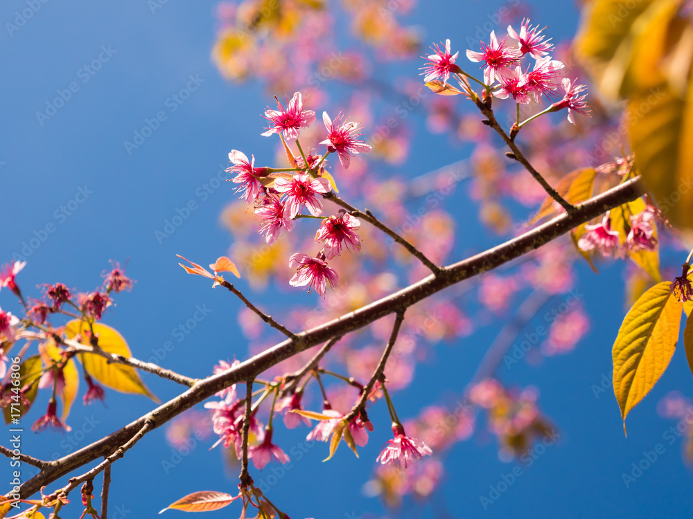 Pink spring flowers with blue sky background.