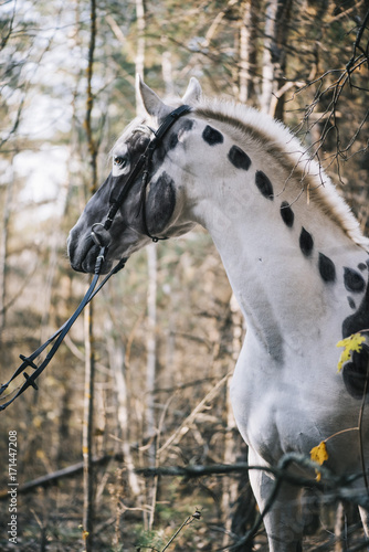Fototapeta Naklejka Na Ścianę i Meble -  Beautiful white horse painted as skeleton in the autumn forest, portrait