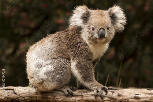 Koala  Australia