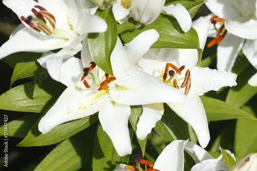 Fototapeta Naklejka Na Ścianę i Meble -  Weise Lilien