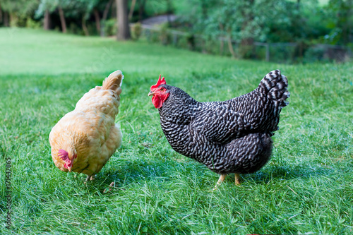 Two hens on a backyard farm photo