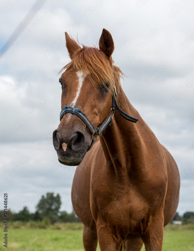 Obraz premium red horse in the pasture