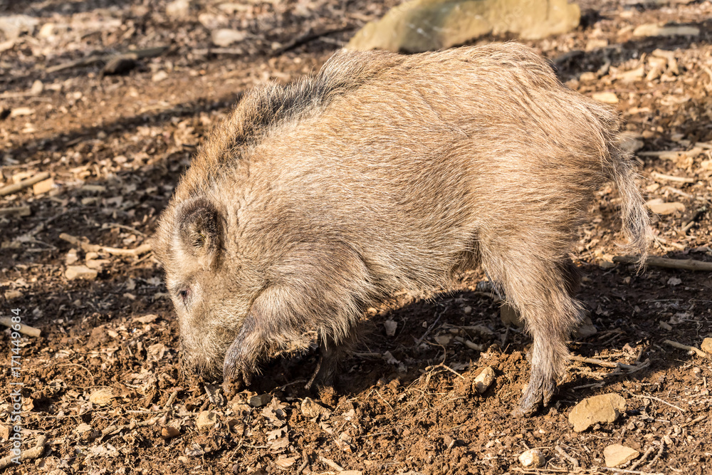 Wild Boar (sus scrofa scrofa) searching for food - wild board enclosure, Germany Wild Boar (sus scrofa scrofa) searching for food - wild board enclosure, Germany
