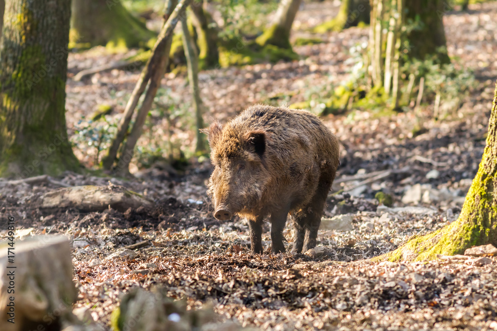 Wild Boar (sus scrofa scrofa) in the forest among trees - wild boar enclosure, Germany Wild Boar (sus scrofa scrofa) in the forest among trees - wild boar enclosure, Germany