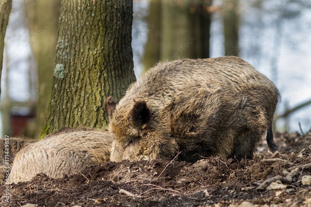 Wild Boar (sus scrofa scrofa) searching for food - wild boar enclosure, Germany Wild Boar (sus scrofa scrofa) searching for food - wild boar enclosure, Germany