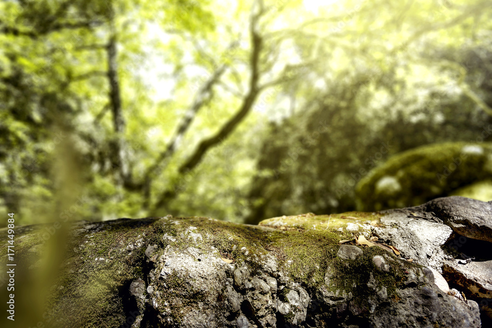 moss space moss space