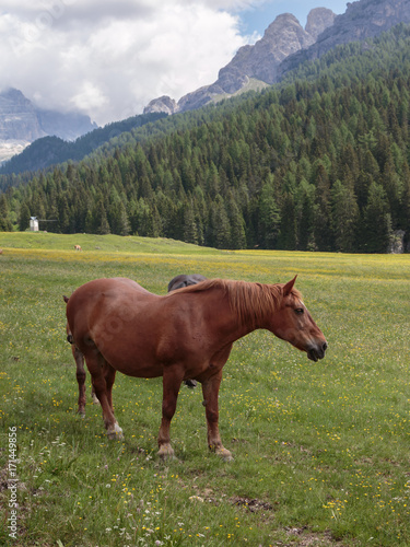 Brown Horses Pasturing in Grazing Lands: Italian Dolomites Alps Scenery