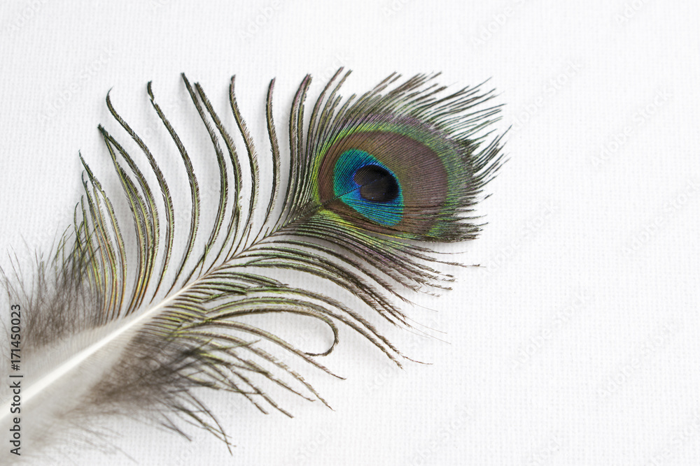 Obraz premium Close-up of a peacock feather on a white background