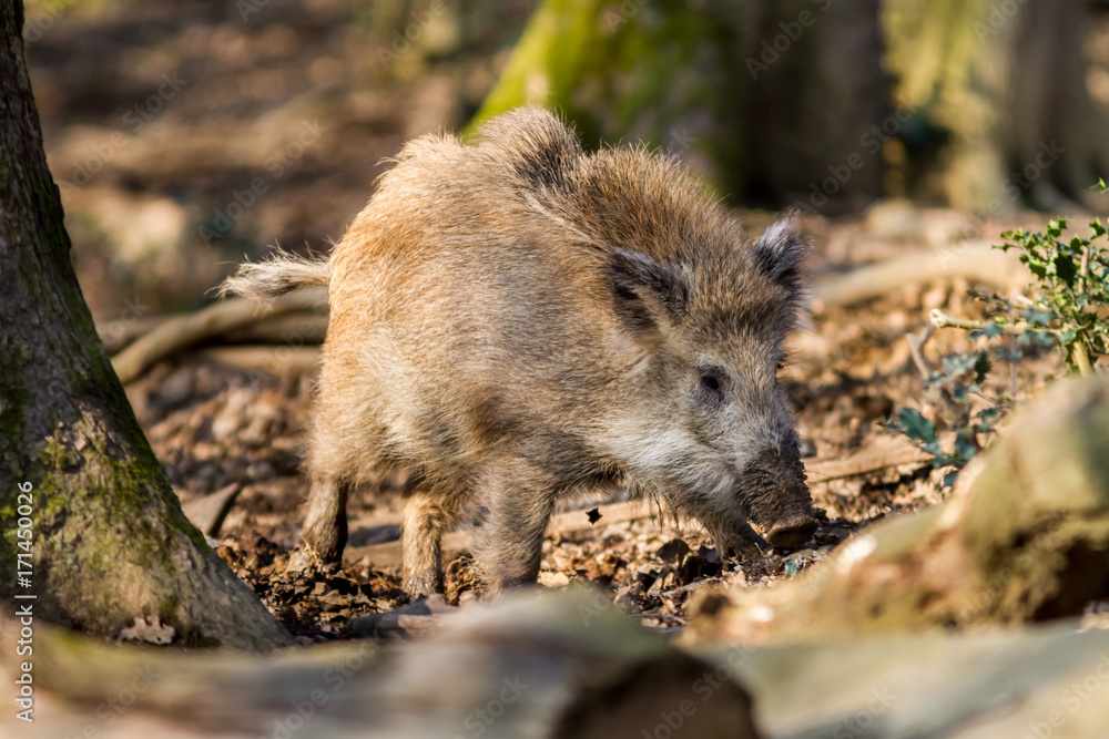 Wild Boar (sus scrofa scrofa) in the forest among trees - wild boar enclosure, Germany Wild Boar (sus scrofa scrofa) in the forest among trees - wild boar enclosure, Germany