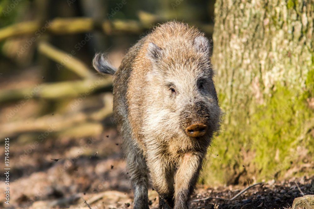 Wild Boar (sus scrofa scrofa) in the forest among trees - wild boar enclosure, Germany Wild Boar (sus scrofa scrofa) in the forest among trees - wild boar enclosure, Germany