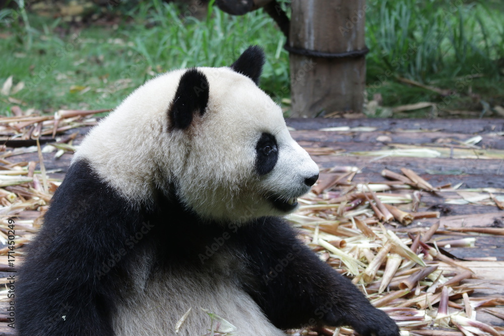 Giant Panda is eating Bamboo Shoot, Chengdu, China Giant Panda is eating Bamboo Shoot, Chengdu, China