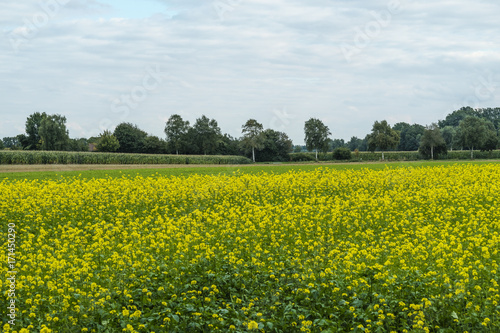 Blühende Rapsfelder in Ritterhude Anfang September