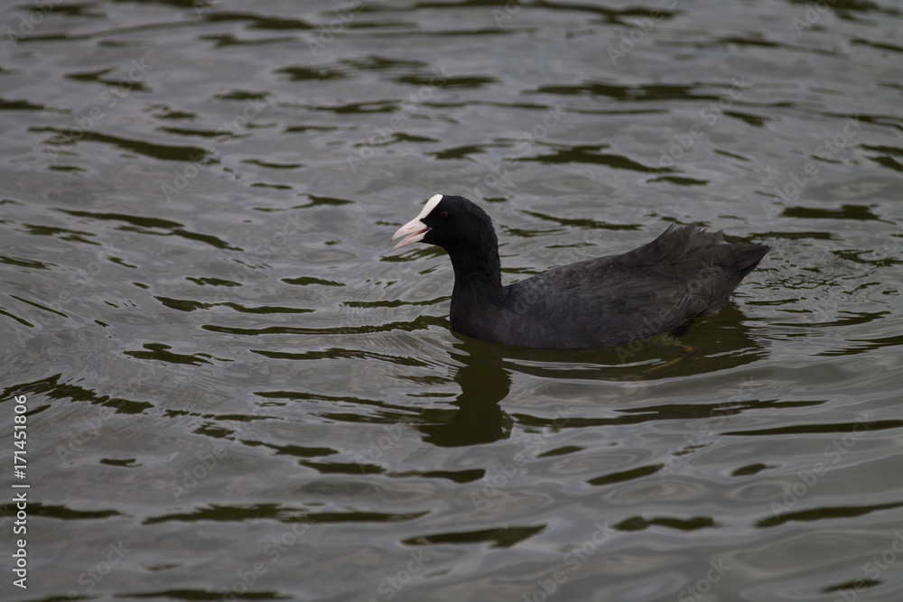 Poule d'eau Poule d'eau