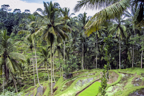 coconut palms and rice terraces on Bali.