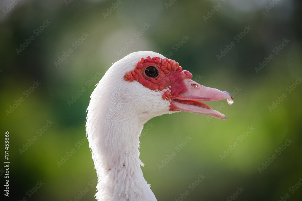 Obraz premium Muscovy duck sweating from beak 