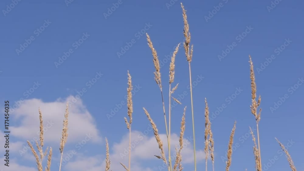 Grass Against The Blue Sky Slow Motion Grass Against The Blue Sky Slow Motion