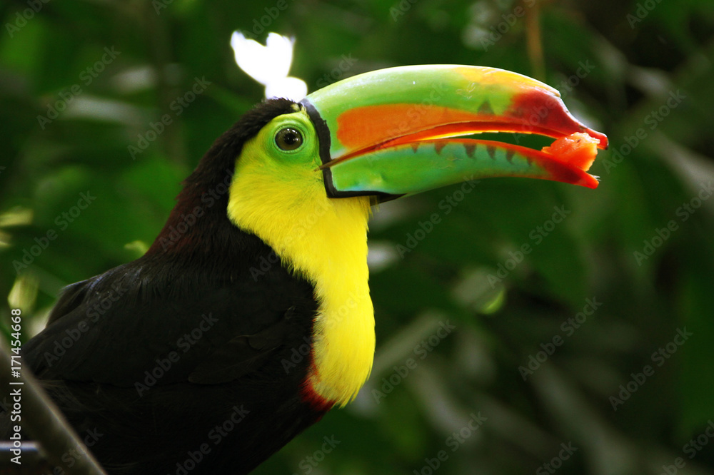 Fototapeta premium Toucan, Colombia