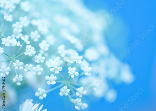 Beautiful blurred white flowers against the light blue background  very shallow DOF  selective focus   copyspace on the right