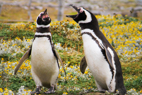 Penguin, Falkland Island