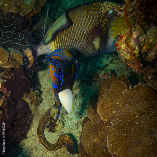 Fish on a reef