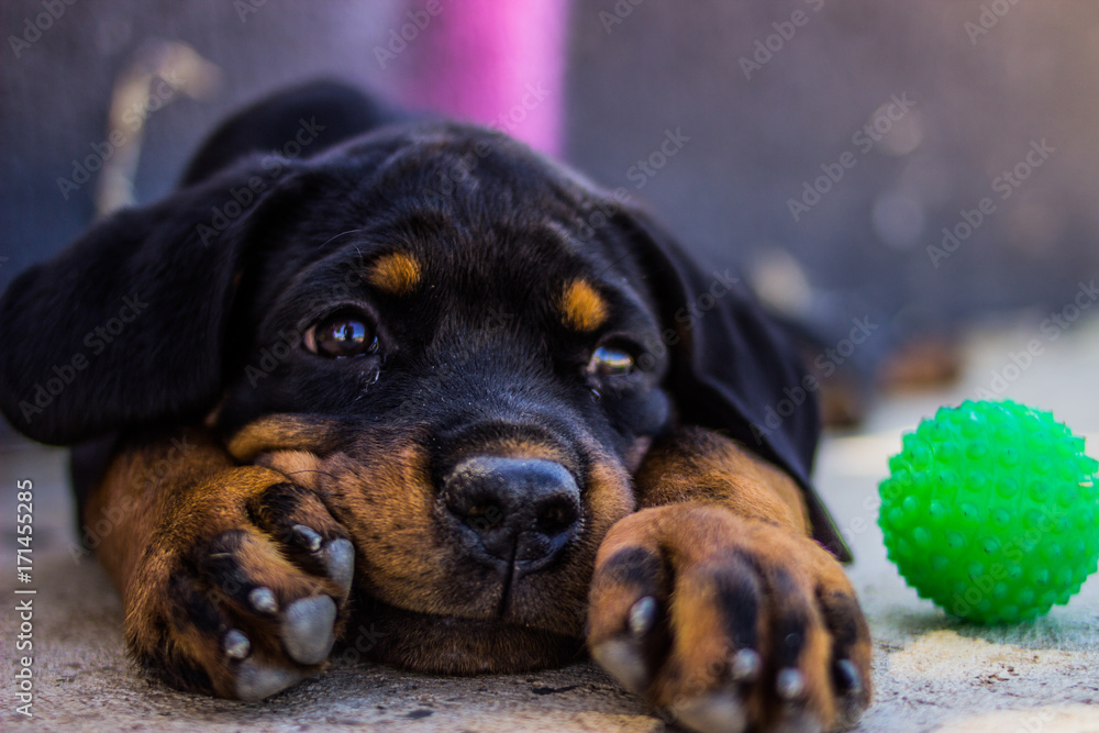 Fototapeta premium Rottweiller