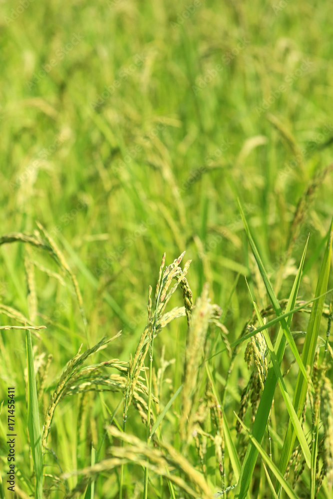 Agriculture. Close up of rice growing in a paddy field.
