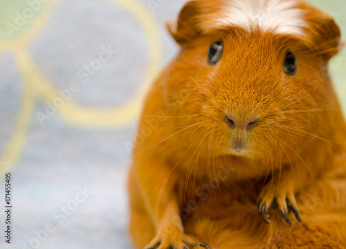 Cute funny-looking guinea pig sitting in a funny pose against a bright background (selective focus on the guinea pig nose), with copy space on the left