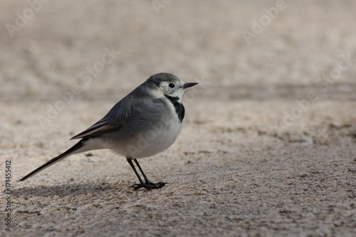 White wagtail