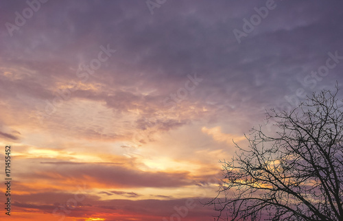 tree without leaves against the sky at sunset