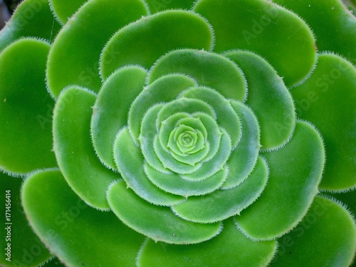 Flor verde Macro